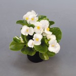 Begonia Semperflorens Sprint Plus "White" - во саксија Ø9